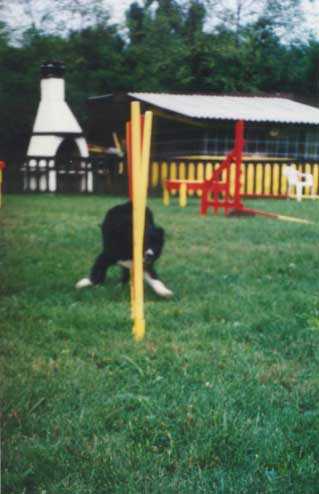 Agility Dog - Lo slalom